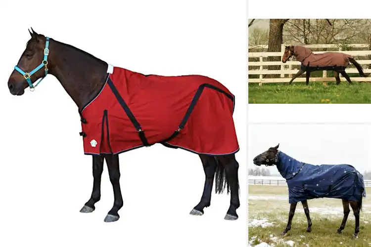 Detailed view of Best Adjustable Horse Blankets
